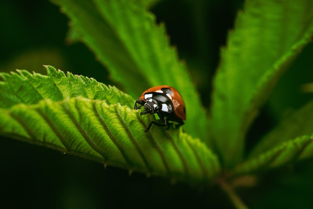 A Short History of Botany: Tracing the Roots of Plant Science