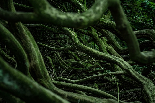 The Root System in Plants