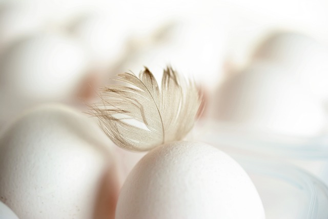 The Chicken or the Egg: Unraveling the Age-Old Mystery