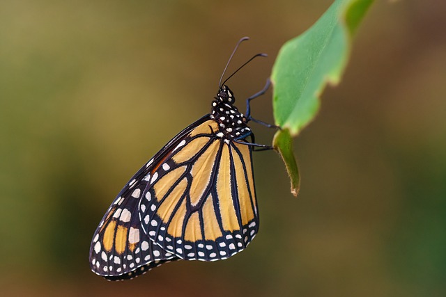 What Are the Monarch Butterfly Protection Efforts and Their Importance?
