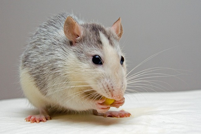 Rat Lungworm Infection: Woman’s Burning Legs Led to Shocking Diagnosis