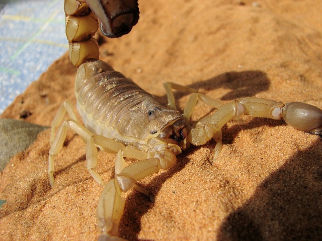 Giant Cretaceous Scorpion Fossil Discovered in China: A 125-Million-Year-Old Predator