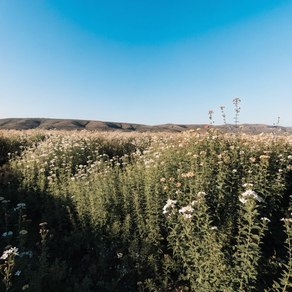 When Flowering Plants Disappear, Evolutionary History Disappears With Them