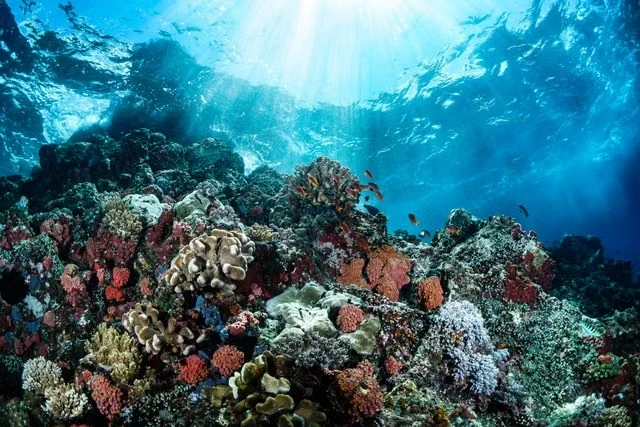 Can Assisted Evolution Buy Coral Reefs Time? The Science and Controversy of Breeding Heat-Resistant Corals