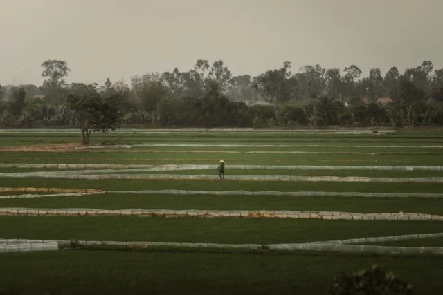 Clonal Seeds and Hybrid Rice: Engineering Heritable Vigor for Global Food Security