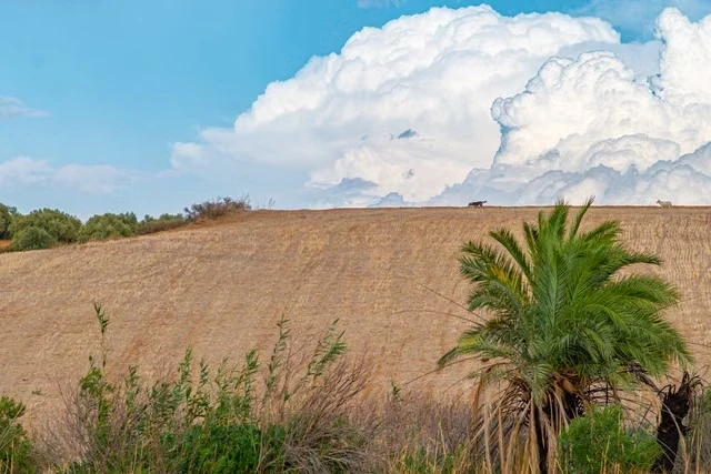 committed Mediterranean precipitation decline