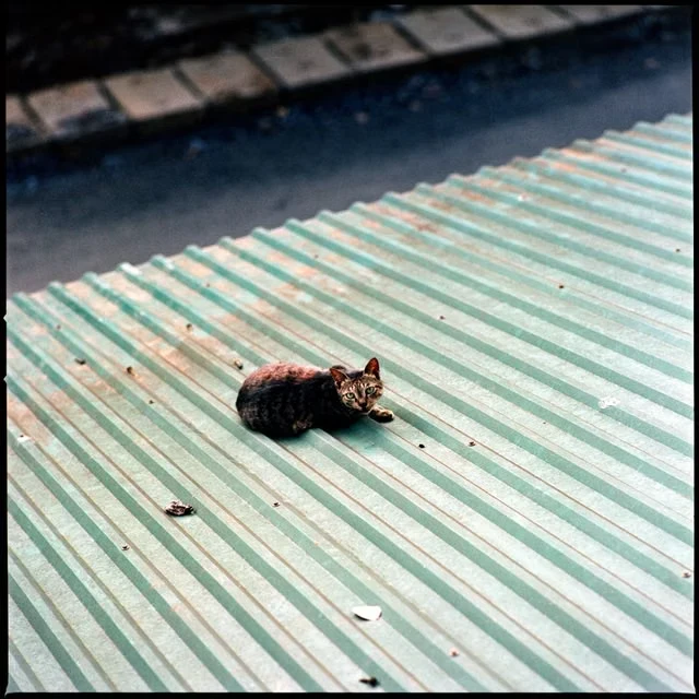 feline urine identification signal chemical ecology