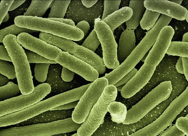 skin bacteria chemistry mosquito attraction