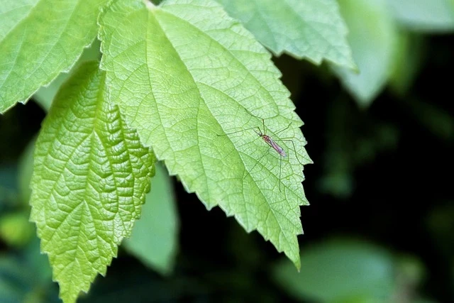 The Mosquito Magnet Mystery: Decoding Your Skin Chemistry and Bite Risk