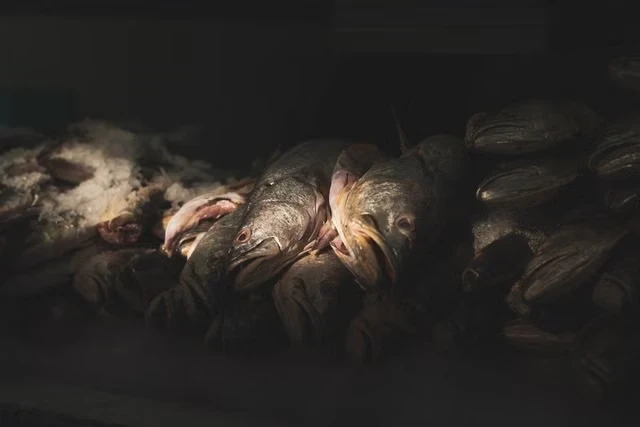 Climate change fisheries migration East Coast f… climate change fisheries migration East Coast fish stocks